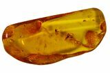 Detailed Fossil Spider, Springtail, Mite and Fly in Baltic Amber #163481-5